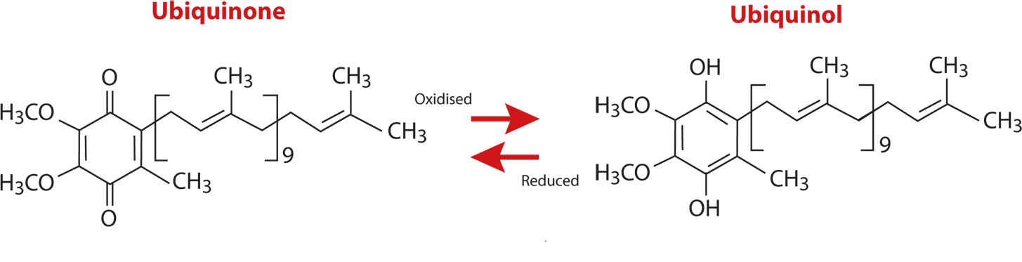 THE ROLE OF THE TWO FORMS OF Q10 - Q10